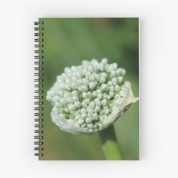 Item preview, White Allium Flower Bud | Minimal Botanical Nature Photography designed and sold by Cha-s-lens.