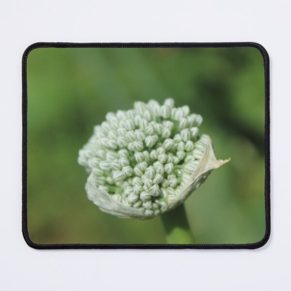 Item preview, White Allium Flower Bud | Minimal Botanical Nature Photography designed and sold by Cha-s-lens.