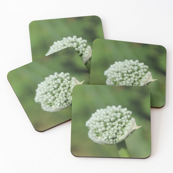 Item preview, White Allium Flower Bud | Minimal Botanical Nature Photography designed and sold by Cha-s-lens.