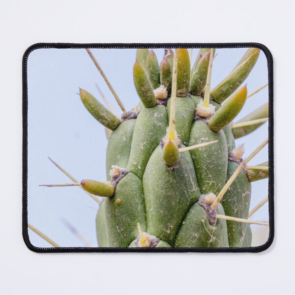 Item preview, Close-Up Green Cactus With New Growth and Sharp Spines Macro Desert Plant Texture designed and sold by Nmallia.