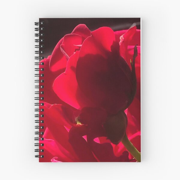 Item preview, Rose in the sun light, real photograph designed and sold by GiSilver.