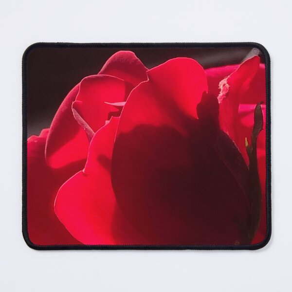 Item preview, Rose in the sun light, real photograph designed and sold by GiSilver.