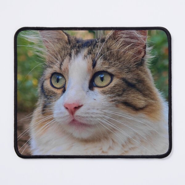 Item preview, Majestic Long-Haired Cat Portrait – Close-Up Cat Photography designed and sold by MB-CatPrints.