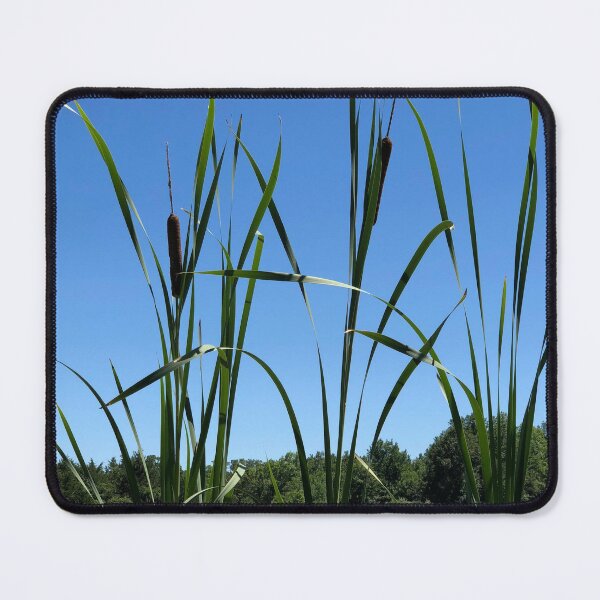 Item preview, More Cattails, REAL photograph designed and sold by GiSilver.