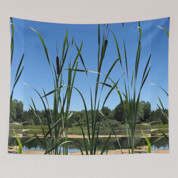 Item preview, More Cattails, REAL photograph designed and sold by GiSilver.