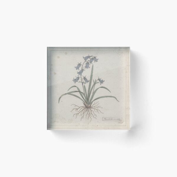 Item preview, Antique Pressed Bluebell Botanical Plate designed and sold by PictorialWhimsy.
