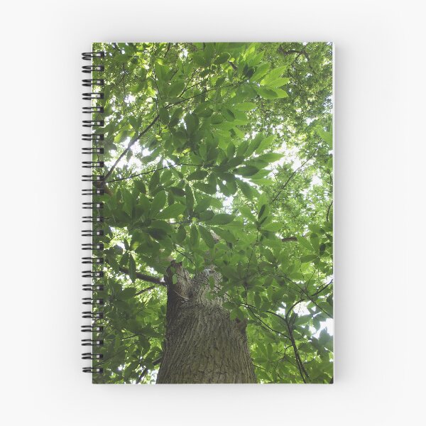 Item preview, Sunlit Forest Canopy and Ancient Tree designed and sold by pinkal.