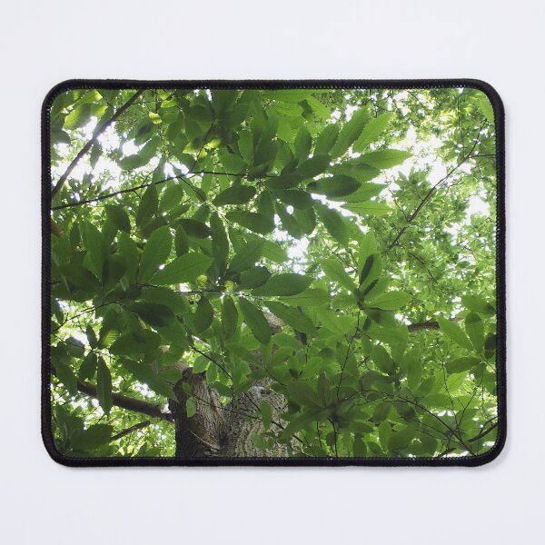 Item preview, Sunlit Forest Canopy and Ancient Tree designed and sold by pinkal.