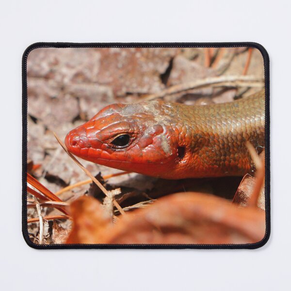 Item preview, Skink (Broad Head) designed and sold by Parks and X.