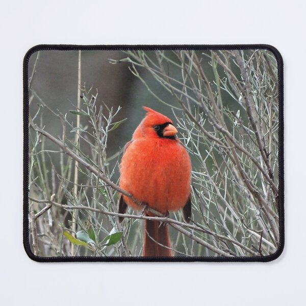 Item preview, Male Northern Cardinal in Fall designed and sold by WonderingNature.