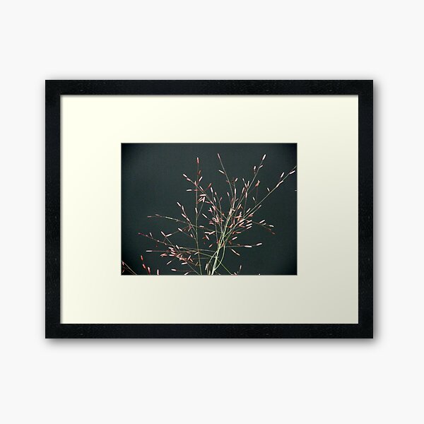 Whisps of Pink Framed Art Print