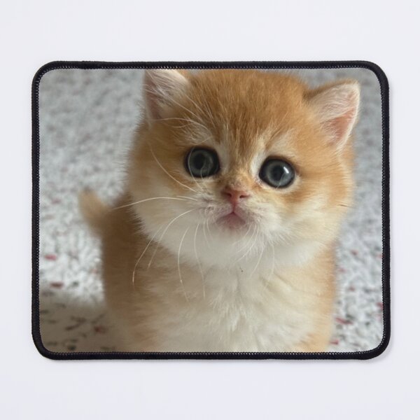 Item preview, Golden British Shorthair Cat Portrait designed and sold by oxananemyrovska.