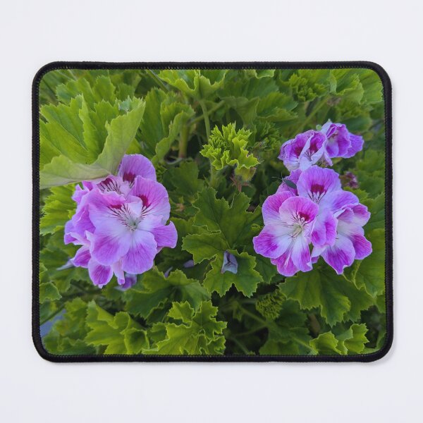 Item preview, purple pink  geranium flowers designed and sold by gaohao1.