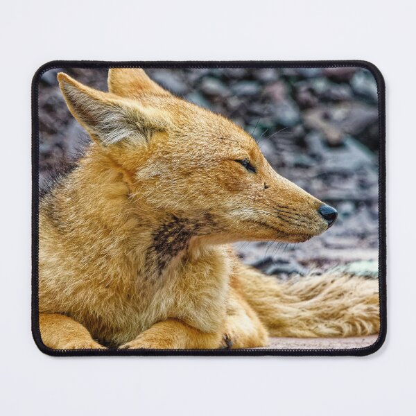 Item preview, Magellanic fox Culpeo – Puna Argentina Andes Wildlife Wildlife Photography Wild Profile designed and sold by Keltoi-art.