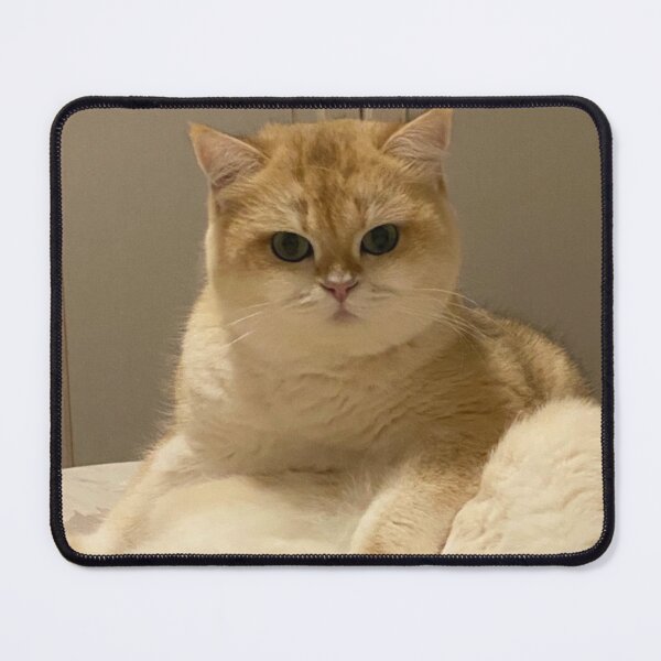 Item preview, Cute Golden British Shorthair Cat Sitting designed and sold by oxananemyrovska.