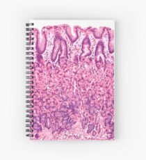 Magen-Histologie Spiralblock