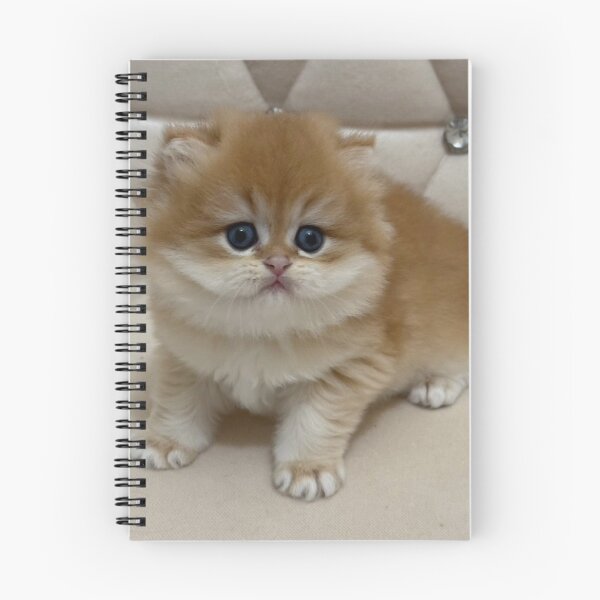 Item preview, Adorable Fluffy Ginger  British Kitten Portrait designed and sold by oxananemyrovska.