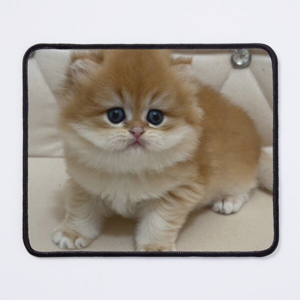 Item preview, Adorable Fluffy Ginger British Kitten Portrait designed and sold by oxananemyrovska.
