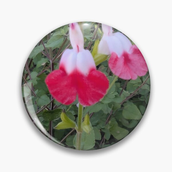 Item preview, red and white Hot Lips salvia flowers designed and sold by gaohao1.