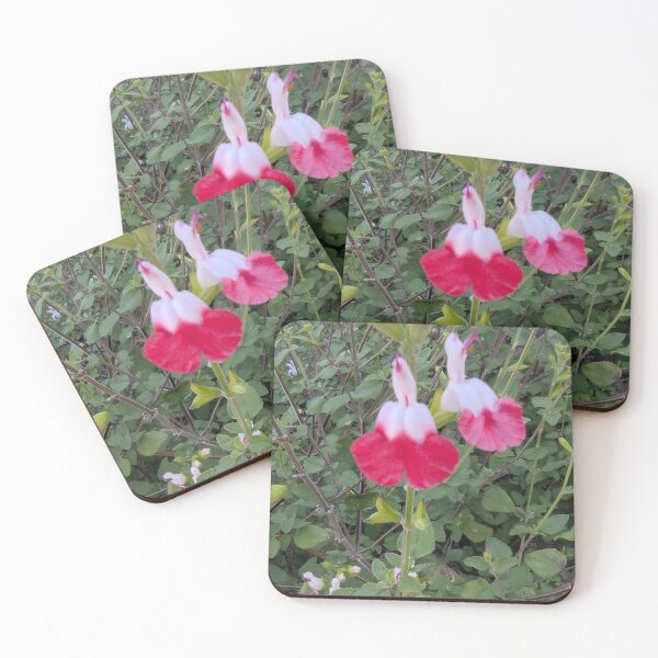 Item preview, red and white Hot Lips salvia flowers designed and sold by gaohao1.