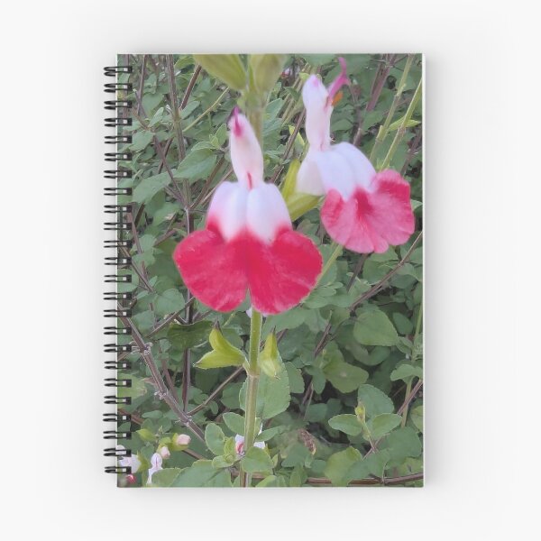 Item preview, red and white Hot Lips salvia flowers designed and sold by gaohao1.