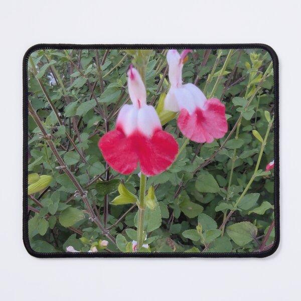 Item preview, red and white Hot Lips salvia flowers designed and sold by gaohao1.