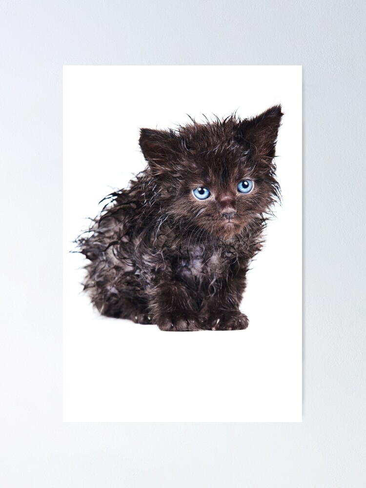 what does an american bulldog look like