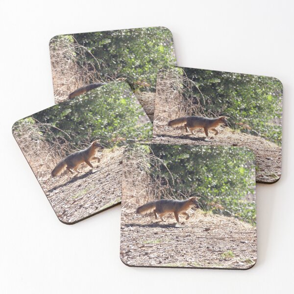 Item preview, Channel Island Fox (Urocyon littoralis), Santa Cruz Island, California designed and sold by Douglas E. Welch Design and Photography.