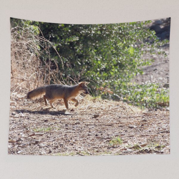 Item preview, Channel Island Fox (Urocyon littoralis), Santa Cruz Island, California designed and sold by Douglas E. Welch Design and Photography.