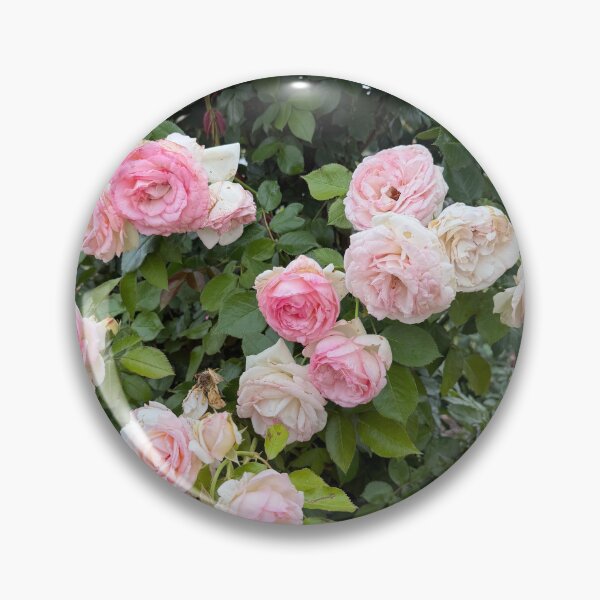 Item preview, Roses designed and sold by emiliabuntz.