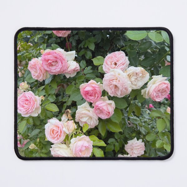 Item preview, Roses designed and sold by emiliabuntz.