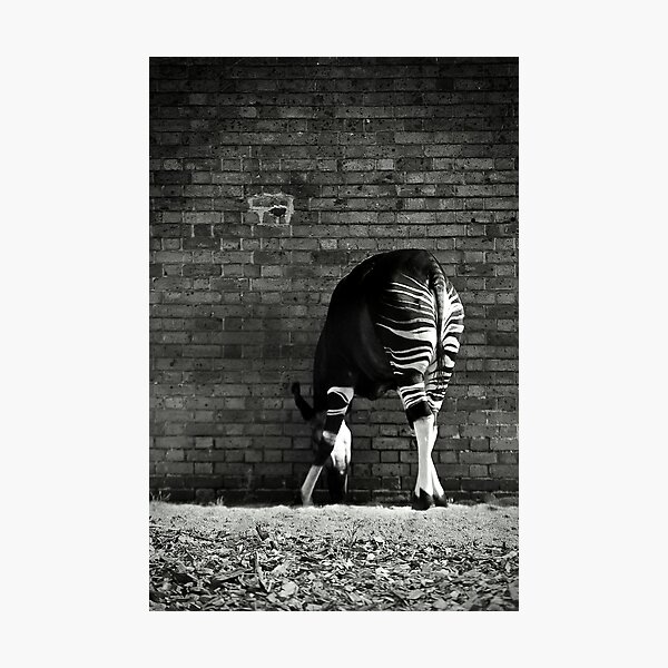 Okapi Photographic Print