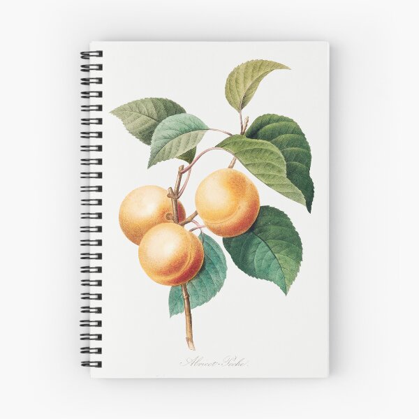 Item preview, Apricots on Branch Fruit Vintage Botanical Illustration designed and sold by TheRetroArtRoom.