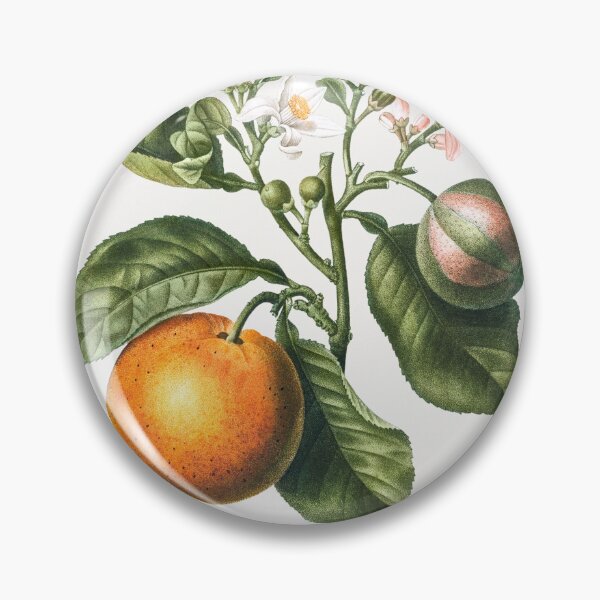 Item preview, Bitter Orange Fruit Vintage Botanical Illustration designed and sold by TheRetroArtRoom.