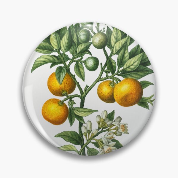 Item preview, Bitter Sweet Oranges Fruit Vintage Botanical Illustration designed and sold by TheRetroArtRoom.