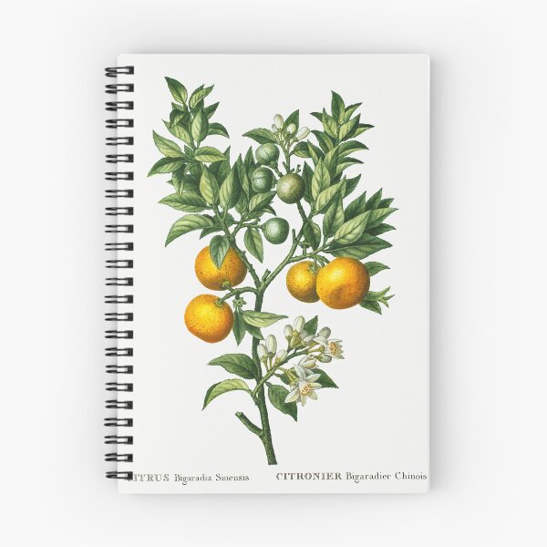Item preview, Bitter Sweet Oranges Fruit Vintage Botanical Illustration designed and sold by TheRetroArtRoom.