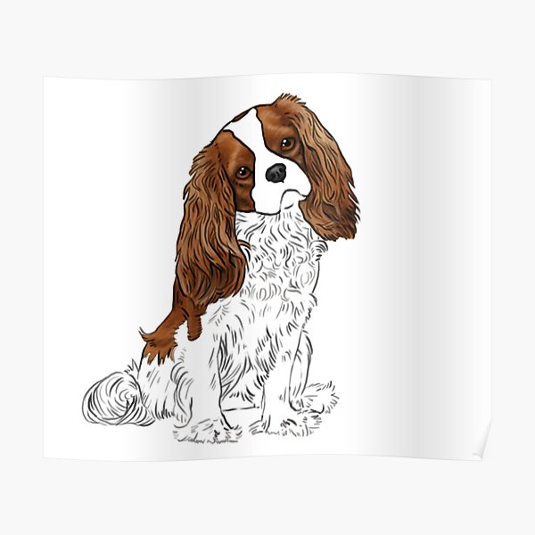 Cavalier King Charles Spaniel - Blenheim Poster
