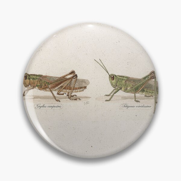 Item preview, Vintage Grasshopper and Katydid Specimen Plate designed and sold by PictorialWhimsy.