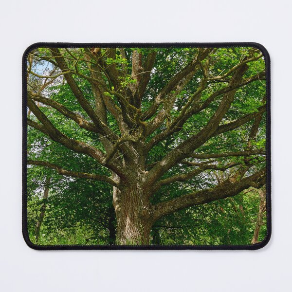 Item preview, Old Oak Tree designed and sold by Eidetic Photos.
