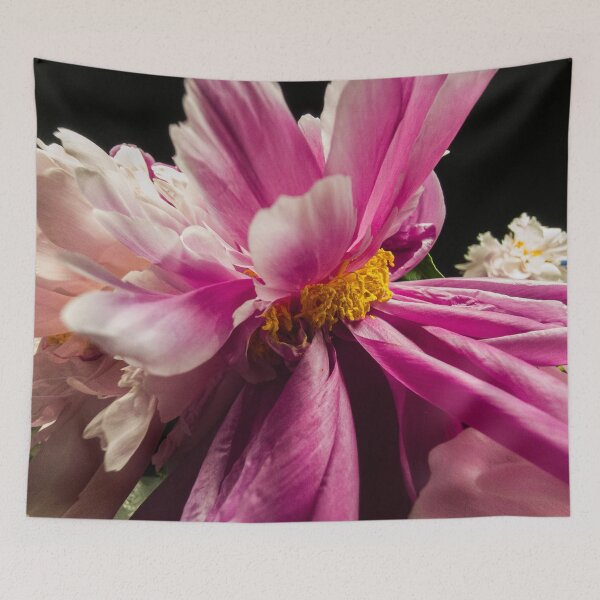 Item preview, Vibrant Pink Peony Macro Flower on Black Background designed and sold by Apex_Visuals.