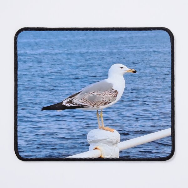 Item preview, Seagull Constanta Romania – Black Sea Photography designed and sold by MSMPrintDesign.