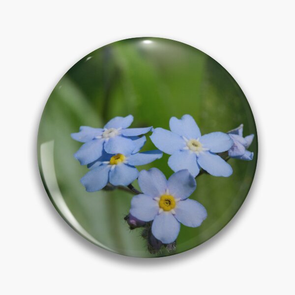 Item preview, The flowers of  Water Forget-me-­not designed and sold by Jouko Lehto Photography.