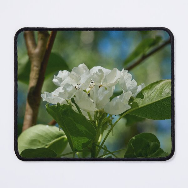 Item preview, First flowers of  Pear Lada designed and sold by Jouko Lehto Photography.
