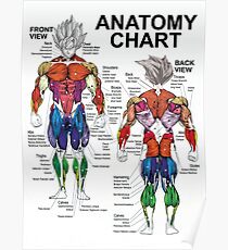 Exercise Muscle Guide - Anatomy Chart - Super SS Poster