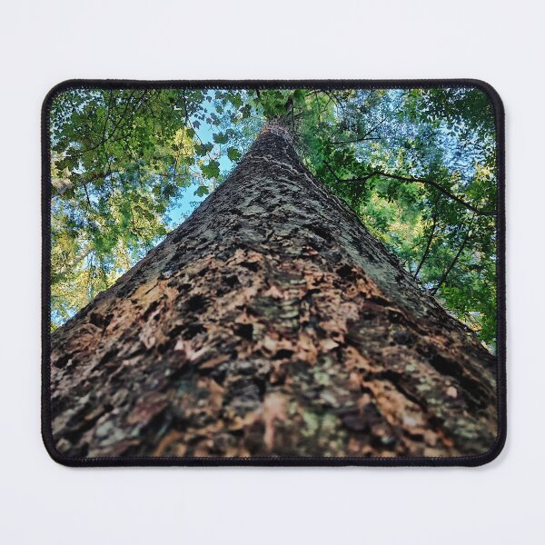 Item preview, Forest Canopy Looking Up a Tree Trunk | Nature Photography designed and sold by MikeWalksUK.