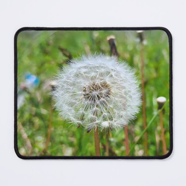 Item preview, Perfect Dandelion – Botanical Macro Photography designed and sold by MSMPrintDesign.