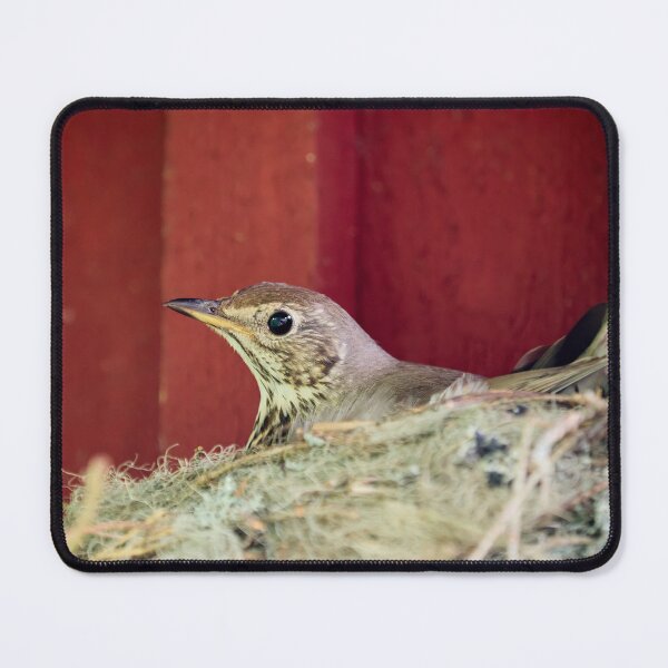 Item preview, Nesting Song Thrush. Spring 2026 designed and sold by Jouko Lehto Photography.