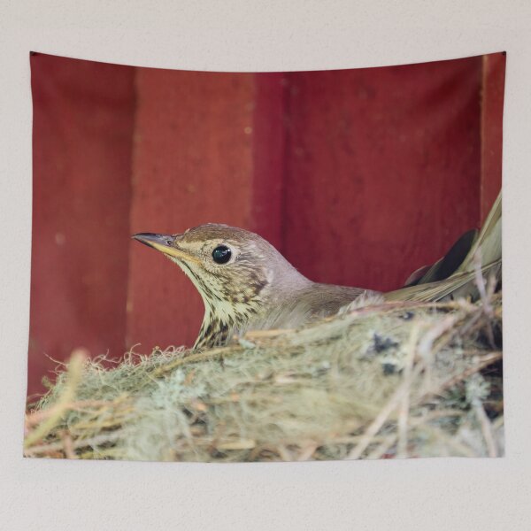 Item preview, Nesting Song Thrush. Spring 2026 designed and sold by Jouko Lehto Photography.