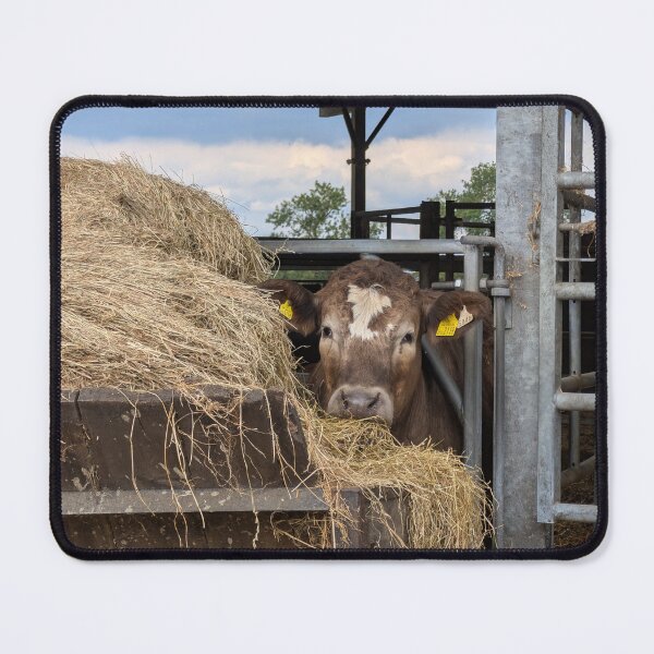 Item preview, Curious Cow Peeking Through the Hay designed and sold by Miles&Moments.