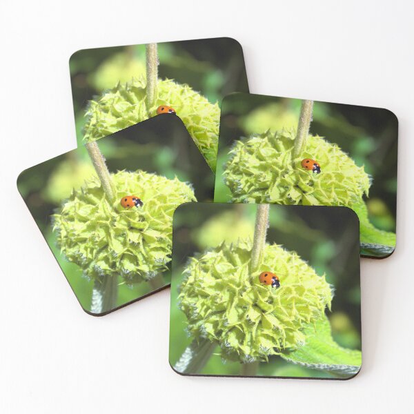 Item preview, Ladybird on green plant photograph designed and sold by Natimo-Studio.